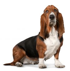 Бассет хаунд: описание британской породы собак, советы по уходу и содержанию